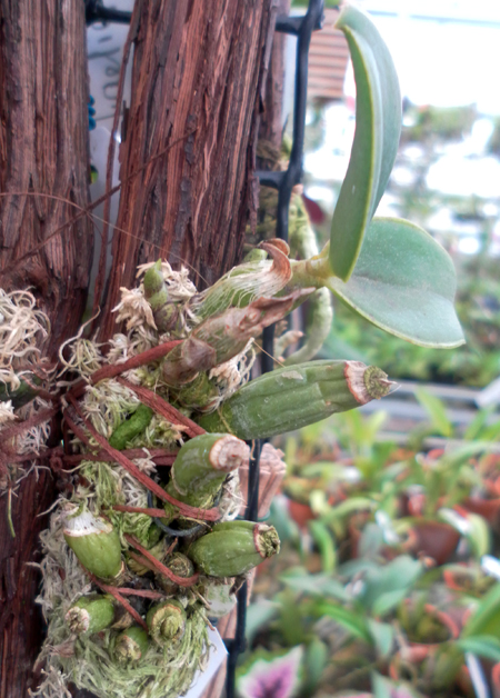 Фото орхидеи Cattleya bicolor