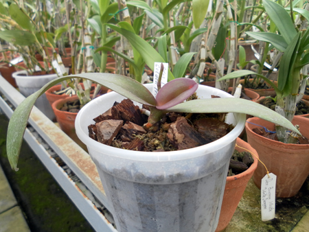 Фото орхидеи Doritaenopsis I-Hsin Golden Prince