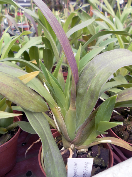 Фото орхидеи Brassada Mivada