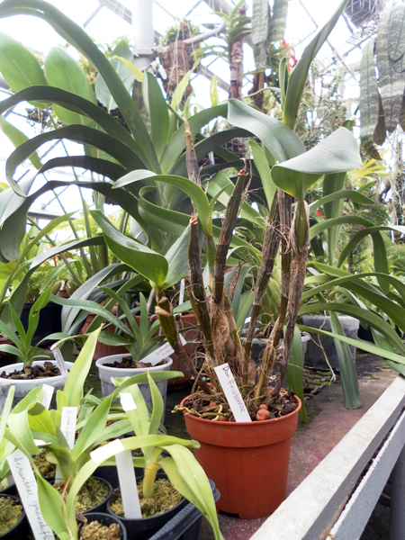 Фото орхидеи Dendrobuim finisterrae