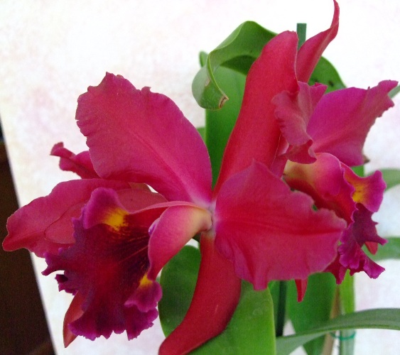 Барышня решила процвести 4-мя цветочками