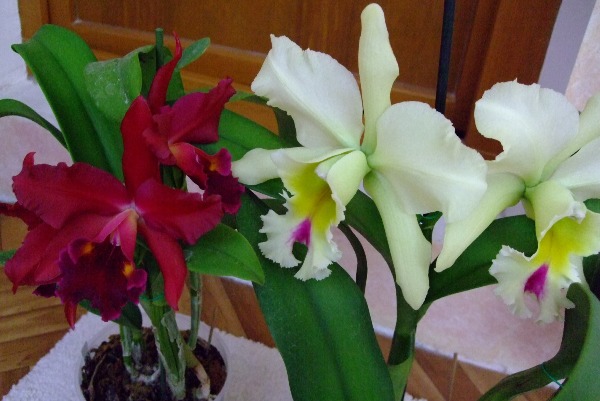 И две ароматные красотки от этого поставщика