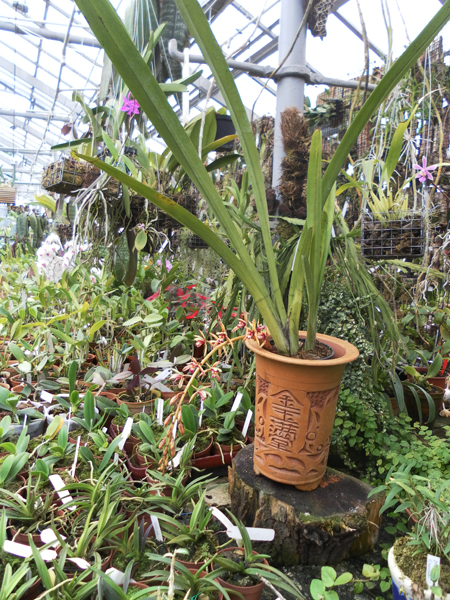 Фото орхидеи Cymbidium aloifolium