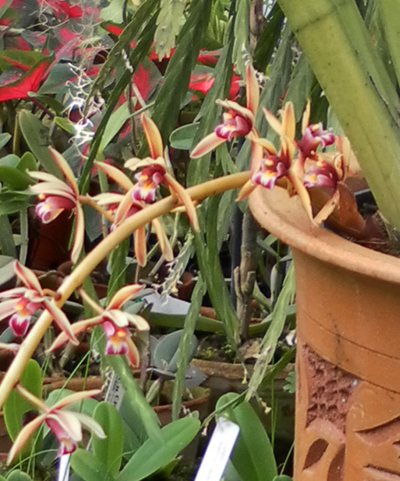 Фото орхидеи Cymbidium aloifolium