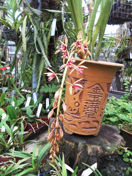 Фото орхидеи Cymbidium aloifolium