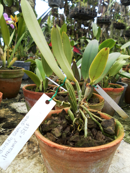 Фото орхидеи Cattleya eldorado semi alba 'Iracema' x SELF
