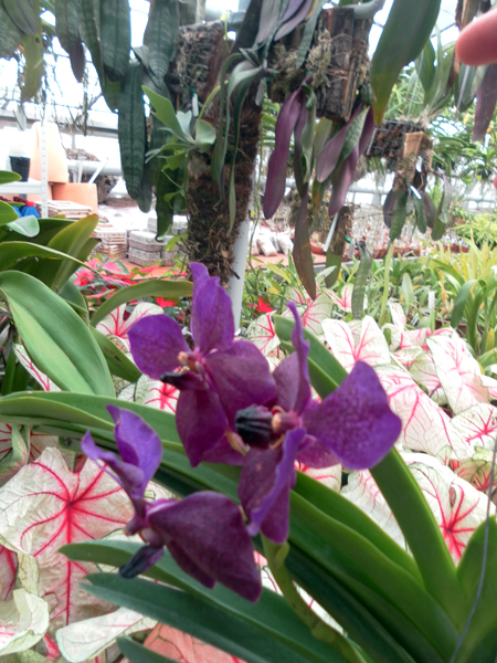 Фото орхидеи Ascocenda Kultana Gems x Vanda Patcharee's Delight