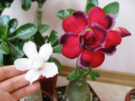 Black Magic+Pha Sai.jpg