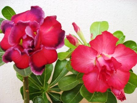 Black Magic+Dancing Lady.jpg