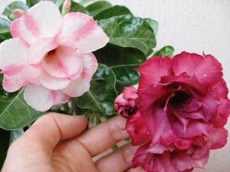 Double Pitunia+Purple Rain.jpg