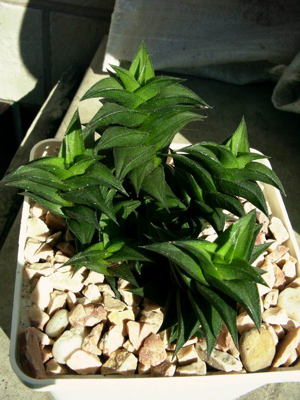 haworthia_viscosa-b.jpg