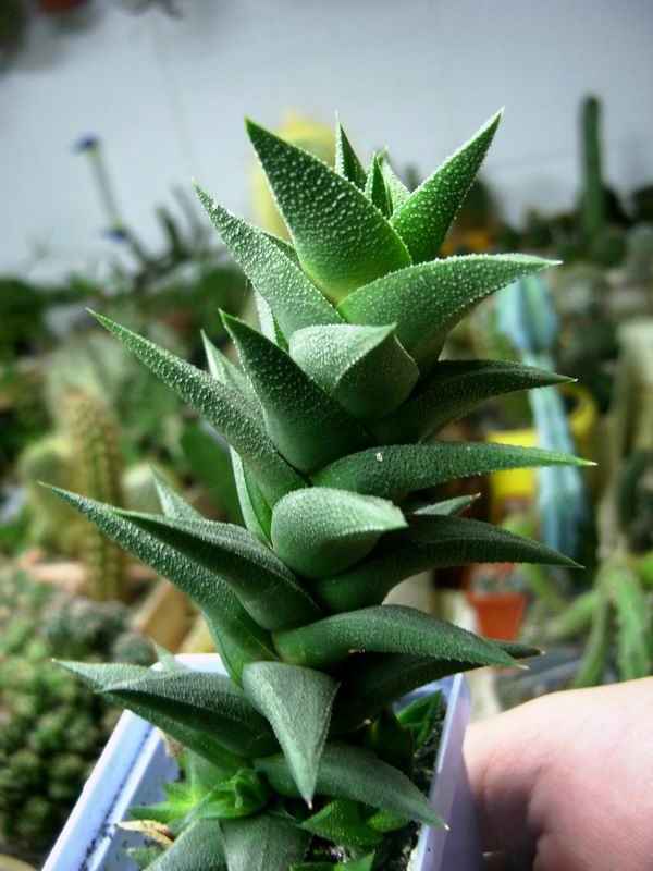 haworthia_tortuosa-b.jpg