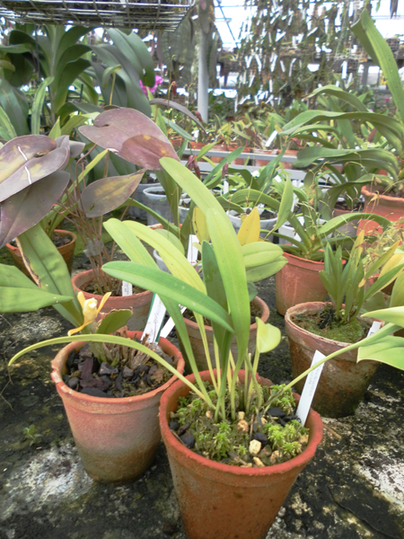 Фото орхидеи Masdevallia davisii