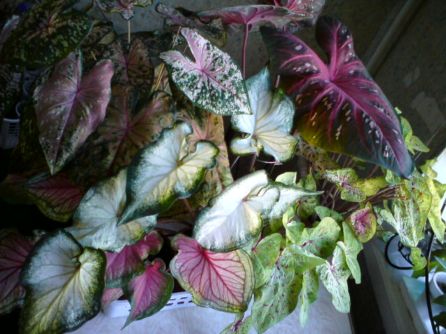 Небольшая неполная группа