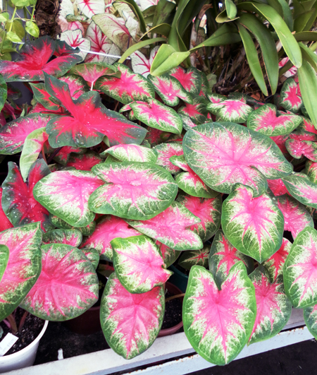 Caladium x hortulanum 'Rosebud' фото