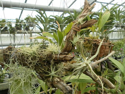 композиция из атмосферных тилляндсий фото