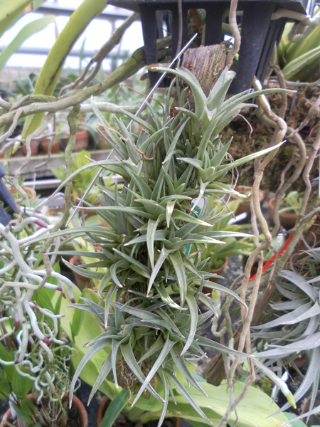 Tillandsia edithae фото