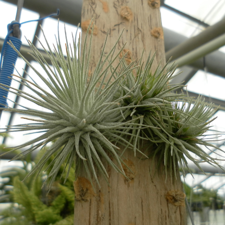 фото Tillandsia fuchsii