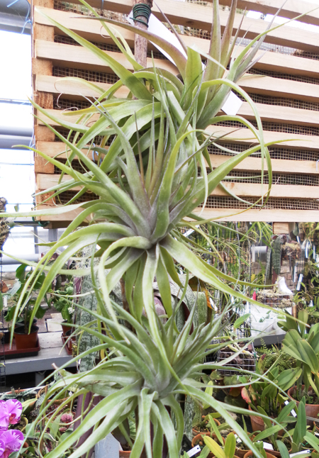 фото Tillandsia geminiflora