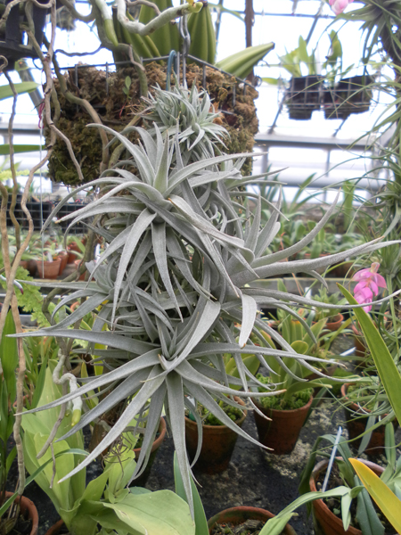 фото Tillandsia harrisii