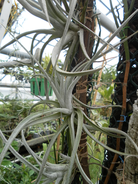 фото Tillandsia karwinskyana