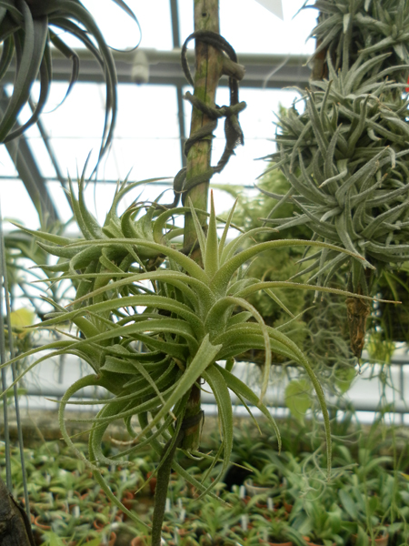 фото Tillandsia latifolia