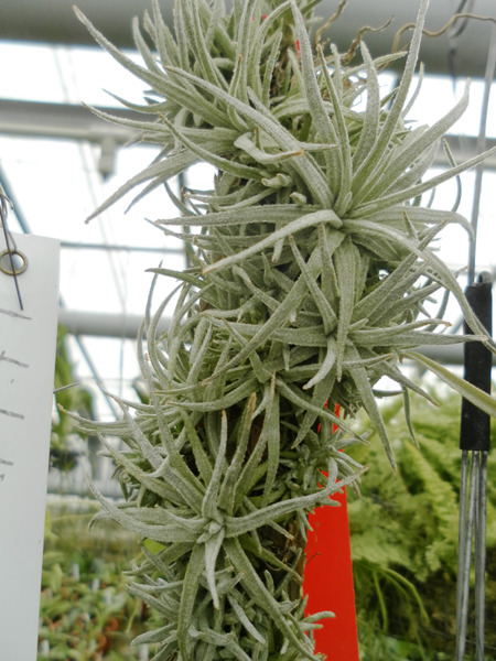 фото Tillandsia mauryana