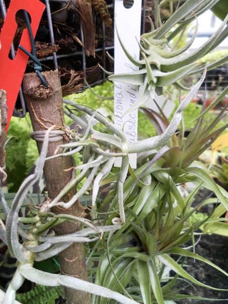 фото Tillandsia streptocarpa