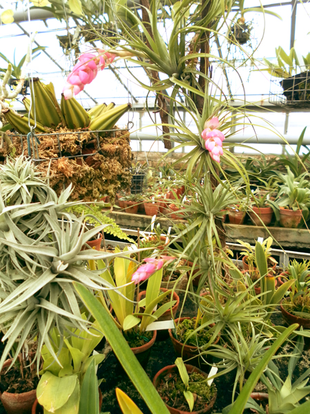 фото Tillandsia stricta hart