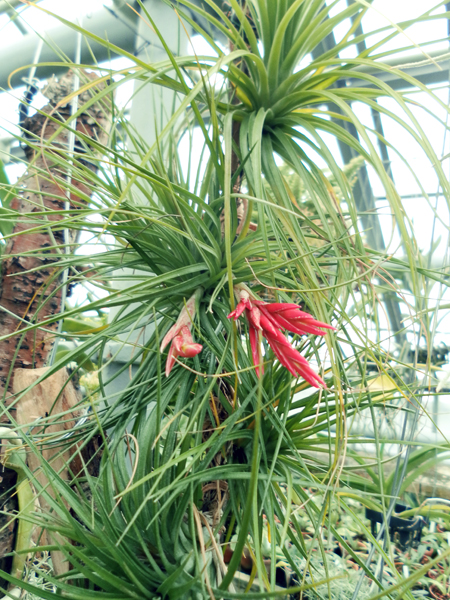 фото Tillandsia tenuifolia