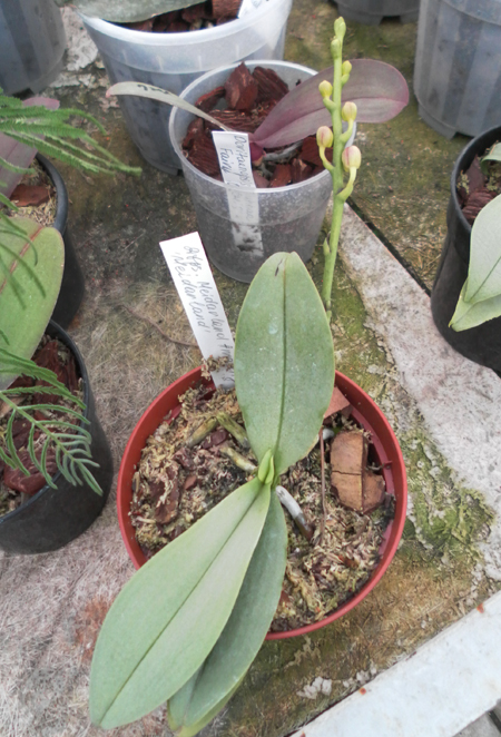 Doritaenopsis Meidarland Annaberry 'Meidarland'