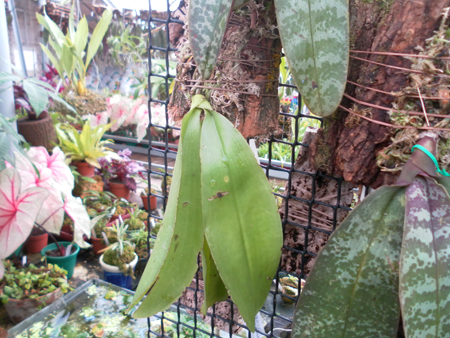 Phalaenopsis lueddemanniana var.jpg