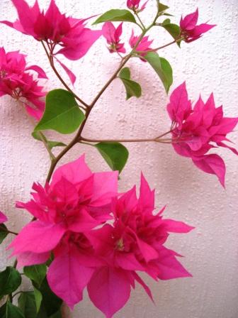 Цветение получилось очень рыхлое...