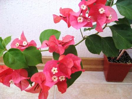 Mrs Butt Compact.jpg