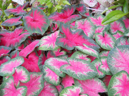Caladium x hortulanum 'Freida Hemple'.jpg