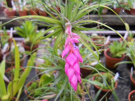 Tillandsia stricta hart.jpg