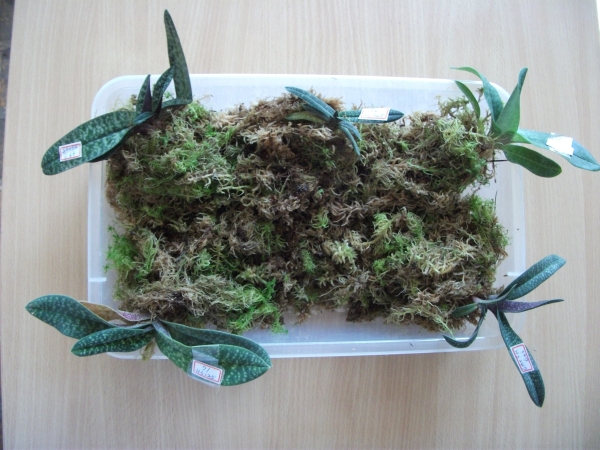 Тапки решил  помшить, пока они ждут посадку.