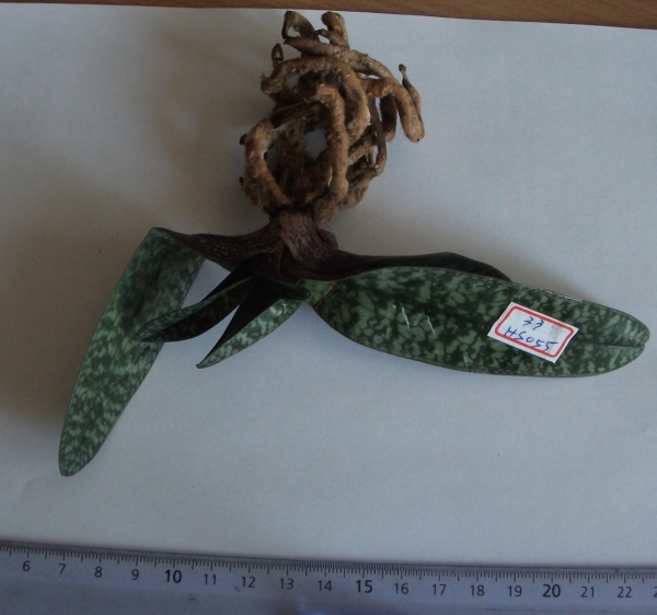 HS055	Paph. niveum × sib	B