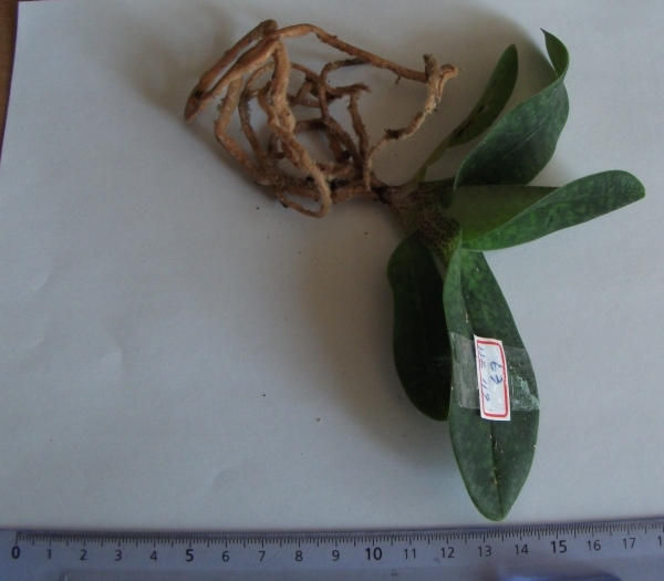 HS119	Paph. delenatii × emersonii	B