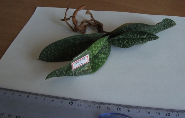 HS125	Paph. delenatii × micranthum	B