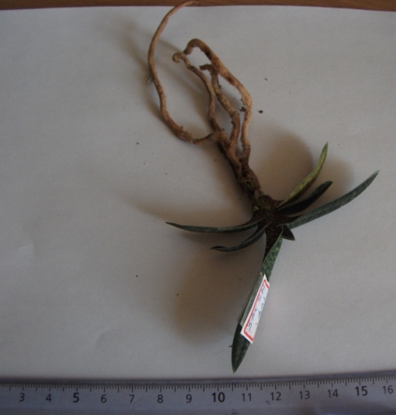 HS245	Paph. micranthum × armeniacum	A