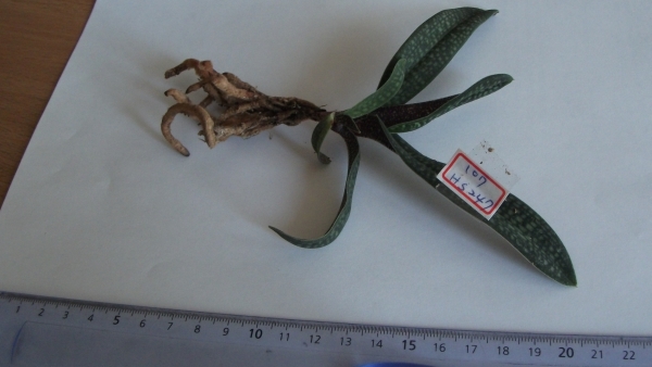 HS247	Paph. micranthum × delenatii	B