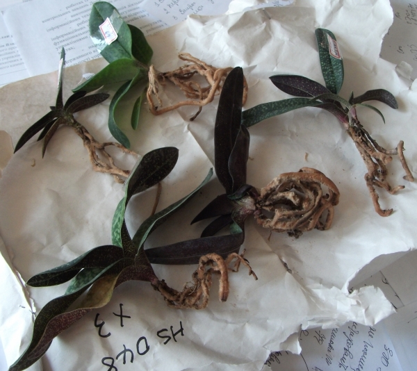 Сразу после распаковки посылки.