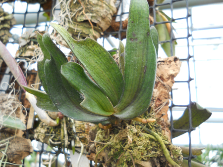 два цветоноса