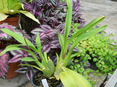 Odontioda Stirbic.jpg