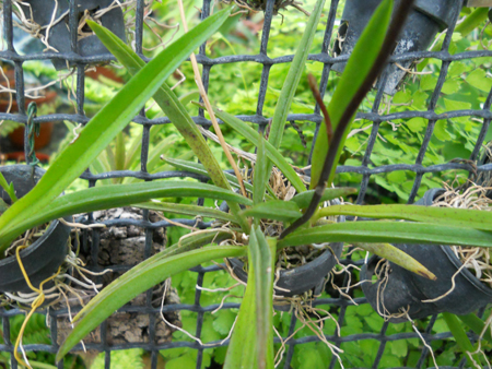 цветущий 2 цветоноса