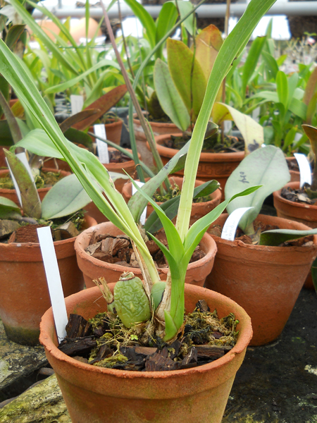 Zygopetalum Advance Australia x B. G.jpg