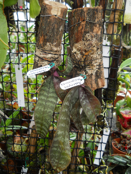 магазин орхидей