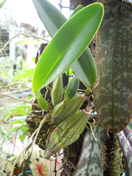 магазин орхидей