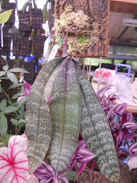 магазин орхидей